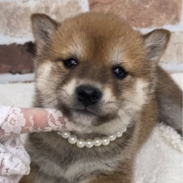 柴犬(豆柴)【茨城県・男の子・2024年2月11日・赤】の写真「とっても可愛い美男子くん💕」